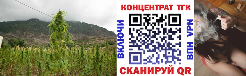 omg вход  Волгореченск  ТГК концентрат 